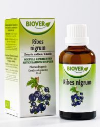 Ribes nigrum