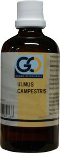 ulmus campestris bio flesje